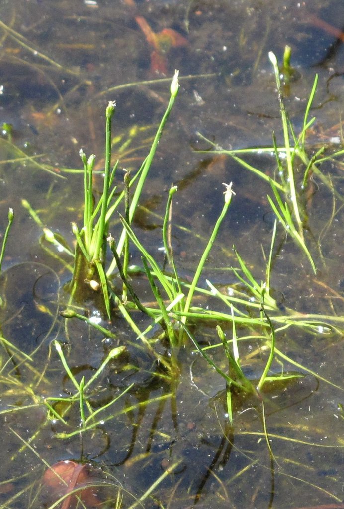 Eleogiton fluitans